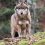 ΕΕ: Μεγαλύτερη ευελιξία για την προστασία από τους λύκους ζητούν οι ευρωβουλευτές