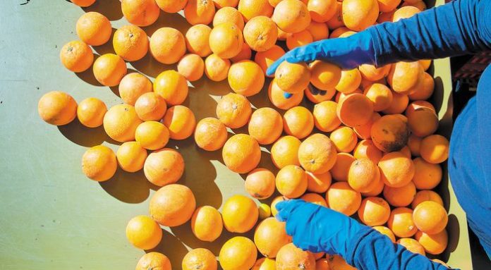 The working of oranges