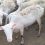 Ζωοτροφές: Κάθε εβδομάδα και ακριβότερα αγοράζουν οι προβατοτρόφοι