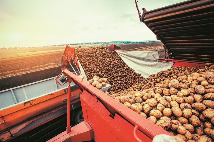 ligoteres-oi-proimes-patates-251542