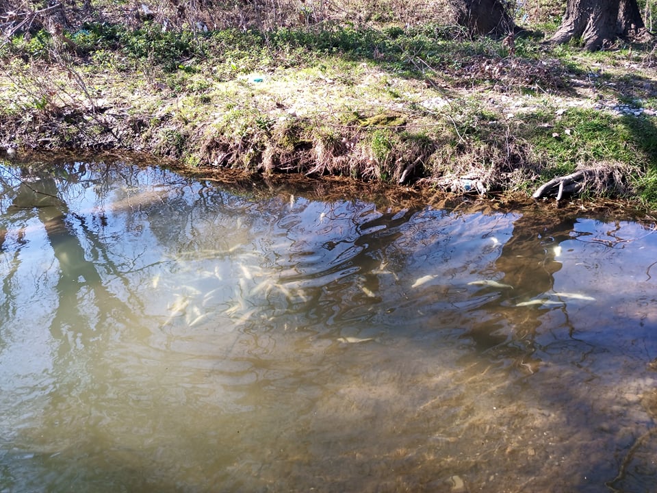 dekades-nekra-psaria-ston-lithaio-potamo-eikones-255533