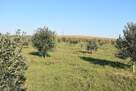 elies-kai-platania-gia-ton-dimo-pyrgou-255594