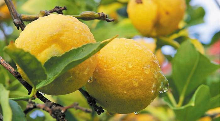 stis-epomenes-deka-imeres-tha-krithei-i-timi-tou-lemoniou-stin-korinthia-254008