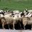Σε απόγνωση οι κτηνοτρόφοι της Κρήτης – Χάθηκε το 25% του ζωικού κεφαλαίου σε ένα χρόνο