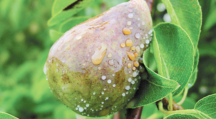 milia-achladia-odigies-gia-tin-antimetopisi-tou-vaktiriakou-kapsimatos-255253