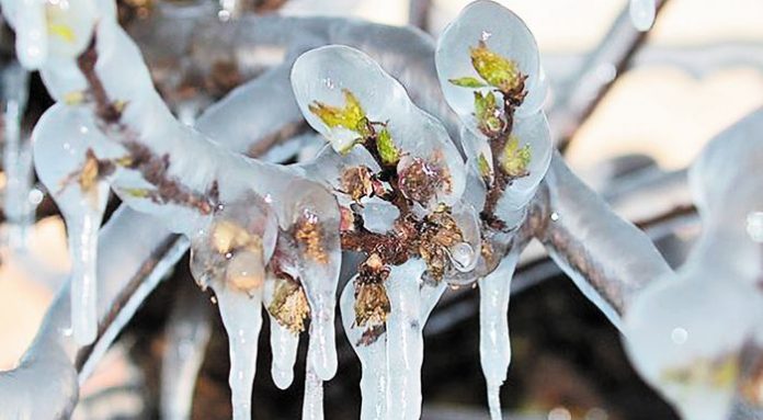 --52-53_xionias-web-resources_pagetos-pirinokarpa_700x385