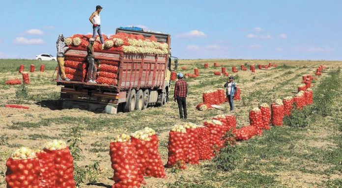 TURKEY-AGRICULTURE-FARMING-FOOD-LABOUR