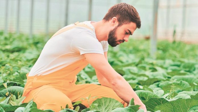 Cabbage_farmerRS