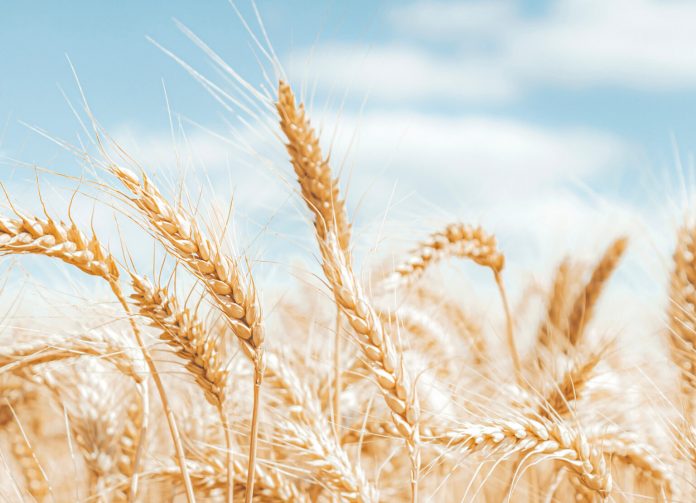 Gold wheat field and blue sky