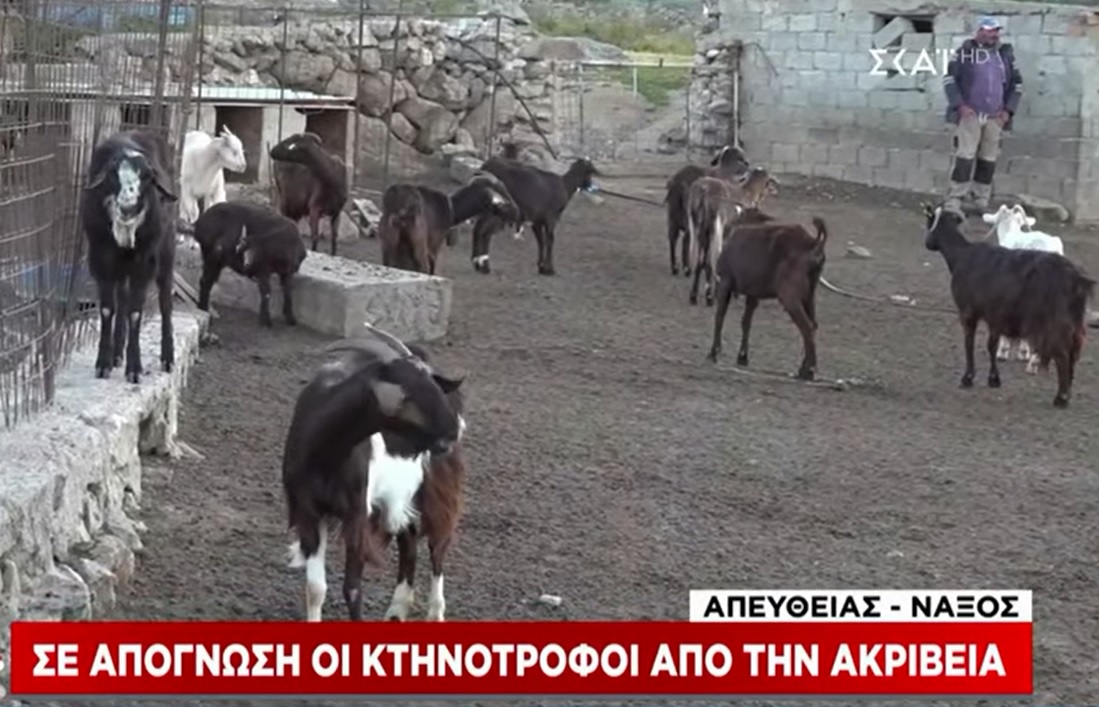 se-apognosi-oi-ktinotrofoi-tis-naxou-logo-tis-akriveias-vinteo-260293
