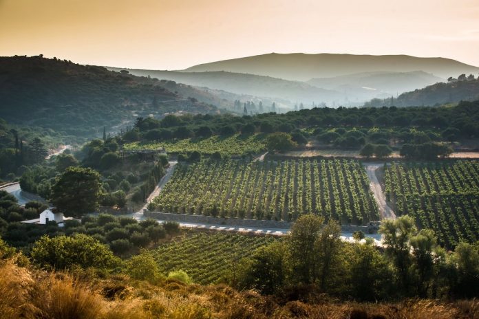 ekthesi-kritikou-krasiou-stin-kypro-2022-stiriksi-perifereias-kritis