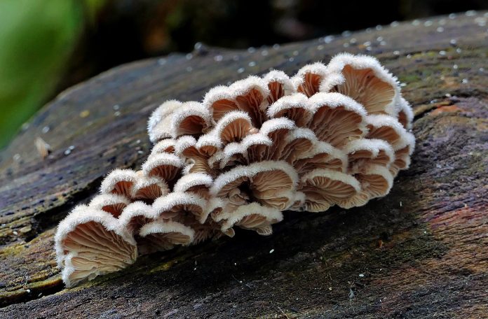 ereyna-manitaria-epikoinonoun-metaksy-xrisimopoiontas-eos-50-lekseis