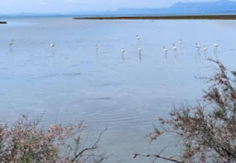 flamingko-apo-ti-gallia-sto-delta-tou-kalama-stin-ipeiro-260921