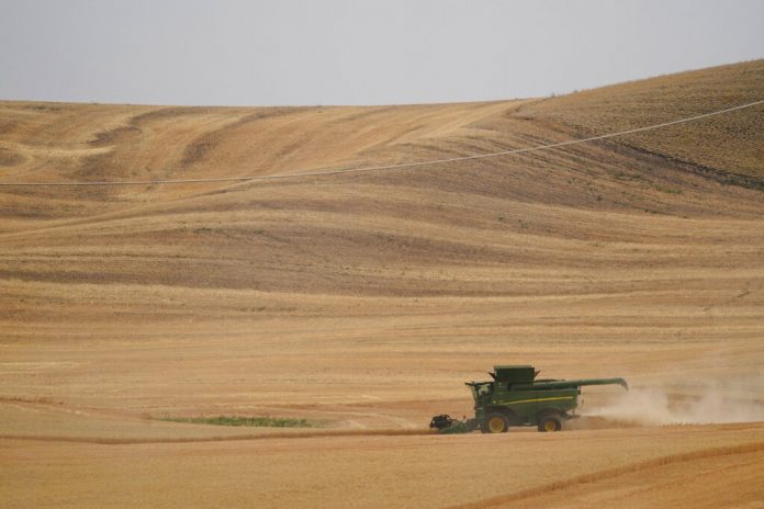 Russia Ukraine War Wheres the Wheat
