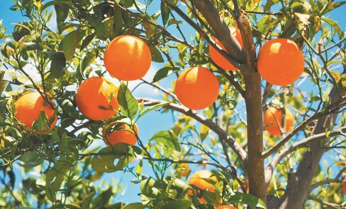 oranges-gfe3eb1d43_1920