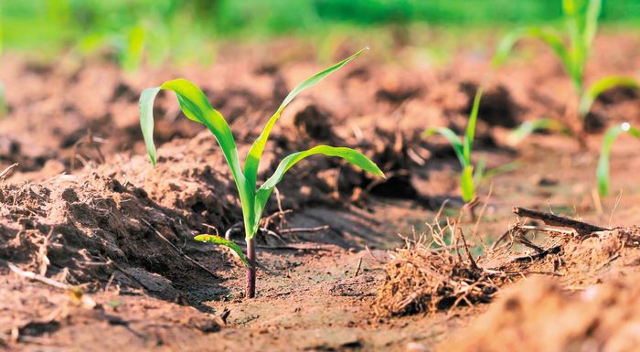 greenpeace-to-evropaiko-koinovoulio-exaleifei-tin-prostasia-tis-fysis-apo-ti-georgia-264034