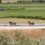 Άγρια άλογα βγήκαν… βόλτα στην Ιονία Οδό (βίντεο)