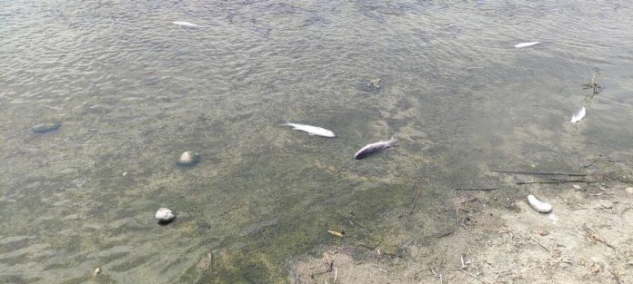 fonikos-mikrofykous-maliakou-kolpou-skotose-psaria-potamo-aposelemi-kritis