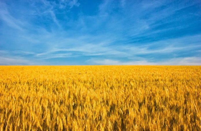 sxedon-25-ekat-tonoi-sitiron-einai-apokleismenoi-stin-oukrania-symfona-fao