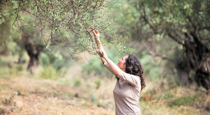 Il offre un arbre de 300 ans à l’adoption et distribue de l’huile d’olive fraîche de Halkidiki en Asie et en Europe