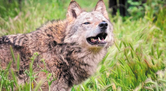 krestena-andritsaina-tsakalia-kai-lykoi-afanizoun-tin-ktinotrofia-265516