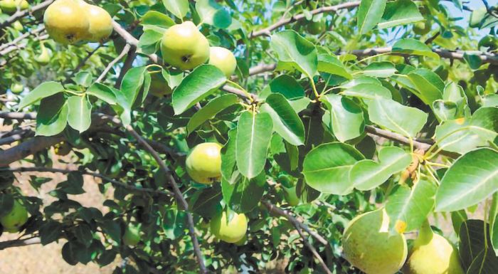 milo-achladi-ta-fortomena-dentra-anevazoun-to-kostos-araiomatos-265020