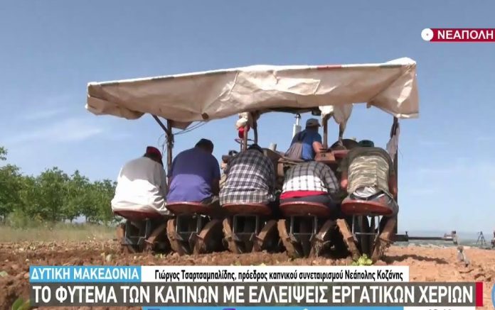 agrotes-kozanis-strefontai-kapno-egkataleipoun-enallaktikes-kalliergeies-binteo