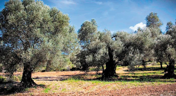 tourkia-meleti-synista-ependyseis-stin-elaiokomia-anti-sta-anthrakorycheia-265949