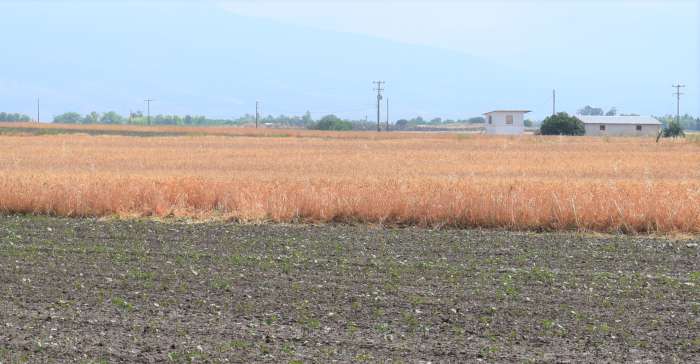 ebeirous-geoponous-gia-dikaies-ektimiseis-kai-antichalaziki-prostasia-zitoun-oi-chalazopliktoi-agrotes-265298