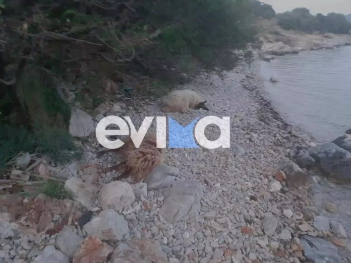provata_evia266