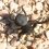 Σέρρες: Αγρότης στο νοσοκομείο από τσίμπημα αράχνης «μαύρη χήρα»