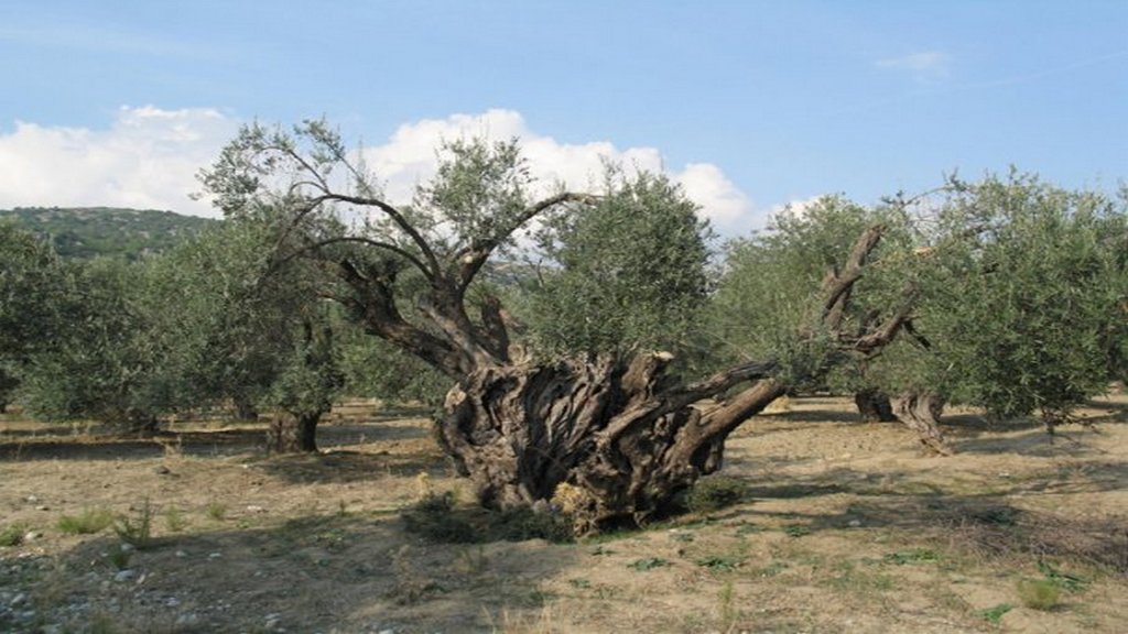 proori-orimansi-tou-karpou-tis-elias-paratireitai-ston-elaiona-tis-lesvou-266437