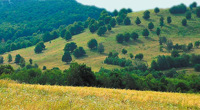 arpagi-gaion-synagermos-gia-to-neo-fainomeno-apatis-eis-varos-ton-ameson-enischyseon-268201