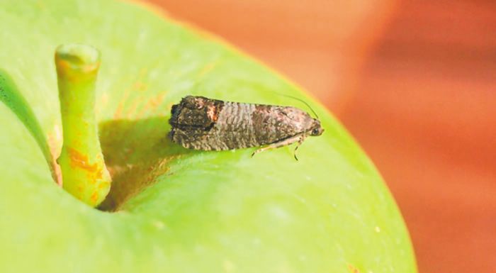 milia-afximenes-oi-syllipseis-tis-karpokapsas-se-imathia-kai-pella-267585