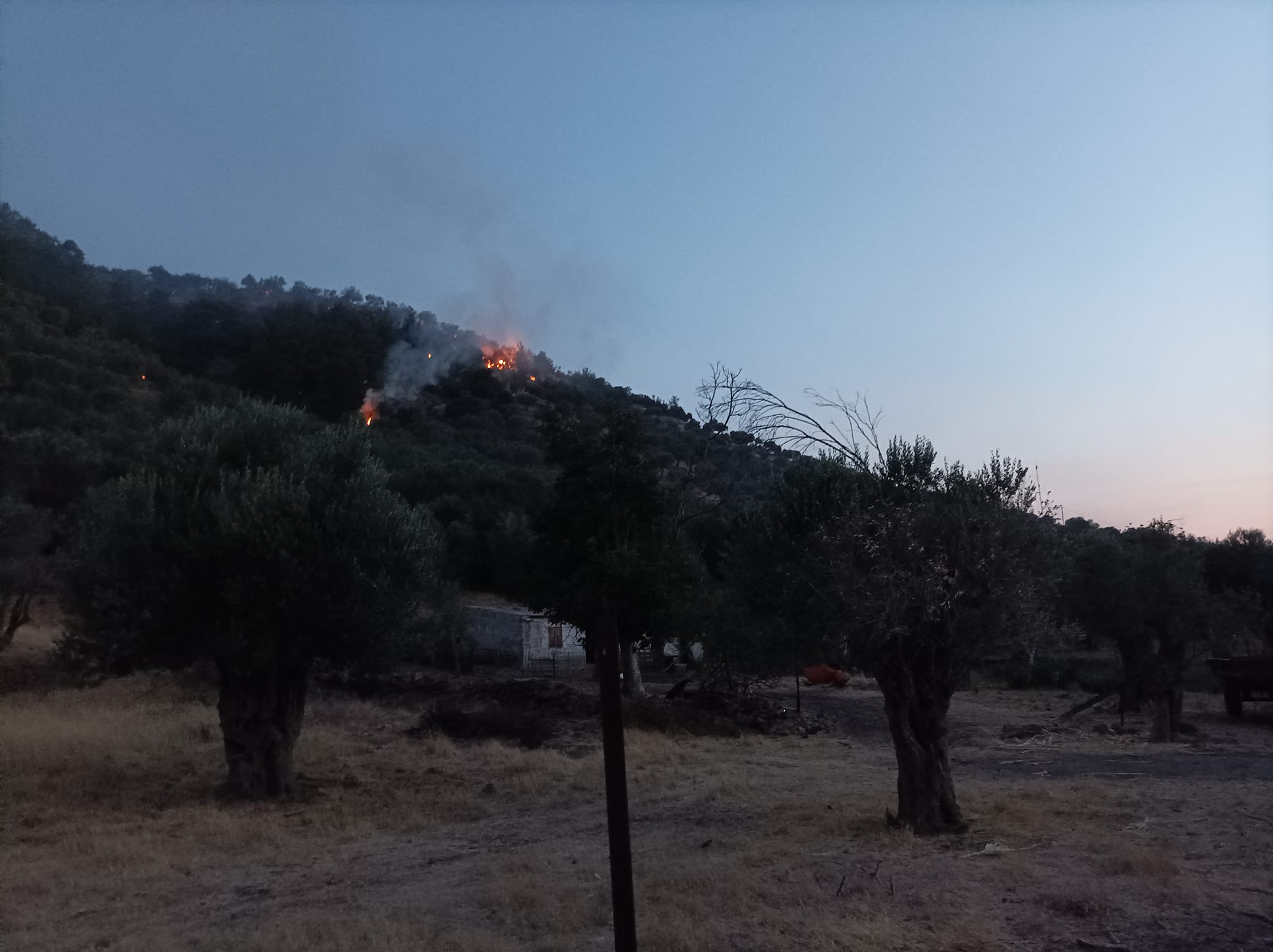 lesvos-anakampsi-elaiona-meta-apo-pyrkagia-ti-prepei-na-kanoun-oi-agrotes-269598