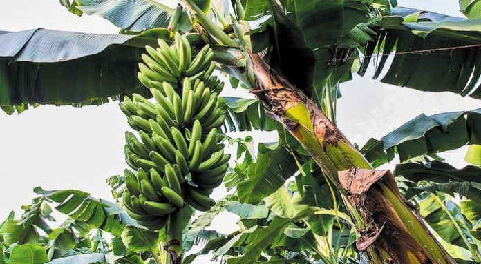 --30_alisida_viologika-web-resources_hpa_700x385