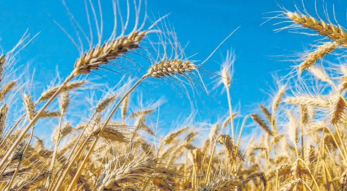 sayed-azam-ali-diefthynon-symvoulos-crops-for-the-future-o-planitis-prepei-na-anasyrei-tis-xechasmenes-kalliergeies-ston-agona-enantia-stin-episitistiki-krisi-269351