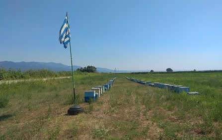 rodopi-ena-kalokairi-gemato-me-anthi-gia-exakosious-melissokomous-kai-tis-kypseles-tous-269173