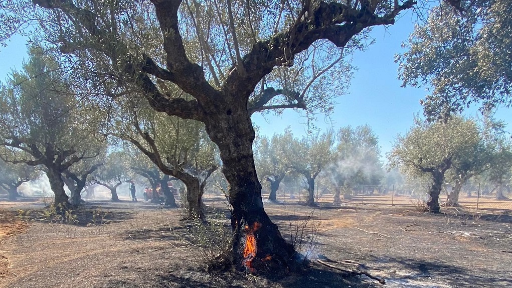 ektasi-me-elies-ekapse-fotia-sto-ariochori-kalamatas-269120