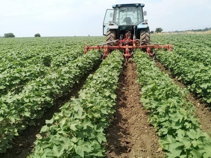 rodopi-orati-apeili-prasinou-skoulikiou-250000-str-bambakofyteion