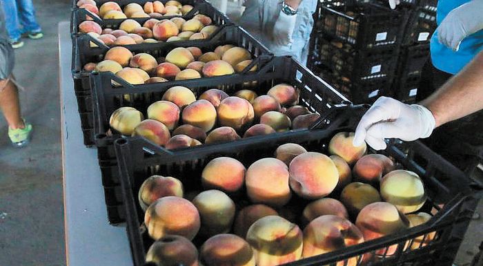 incofruit-hellas-tachytera-trechoun-ta-kosti-apo-tis-times-paragogou-kai-exagogis-269788