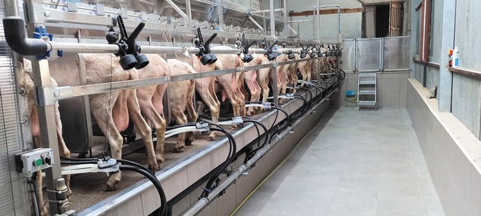 aigoproveio-gala-prooptiki-ektoxefsis-tis-tiµis-paragogou-sta-nea-syµvolaia-270752