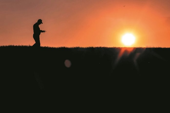 Silhouette of senior farmer standing in field examining crop at sunset.