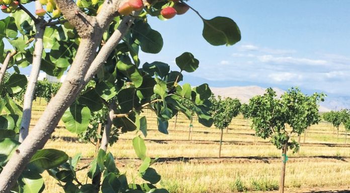 --30-31_alisida _fistikia_pistachio-fruit-3yearold_700x385