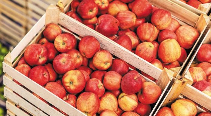 --36-37_agora_emporio-web-resources_apples-pears-crates-ready-shipping-cold-storage-interior_232070-12335_700x385