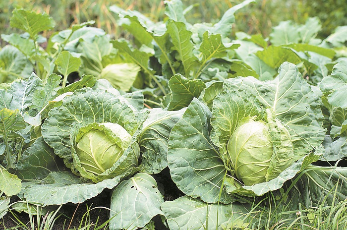 provadisma-gia-to-lachano-stis-fytefseis-akolouthoun-kounoupidi-kai-brokolo-271519