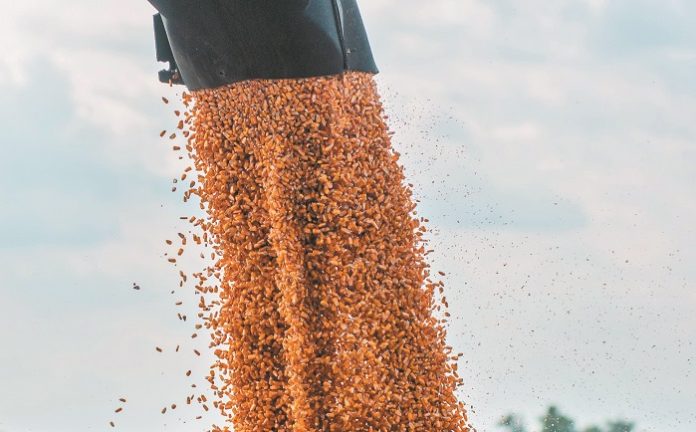 corn