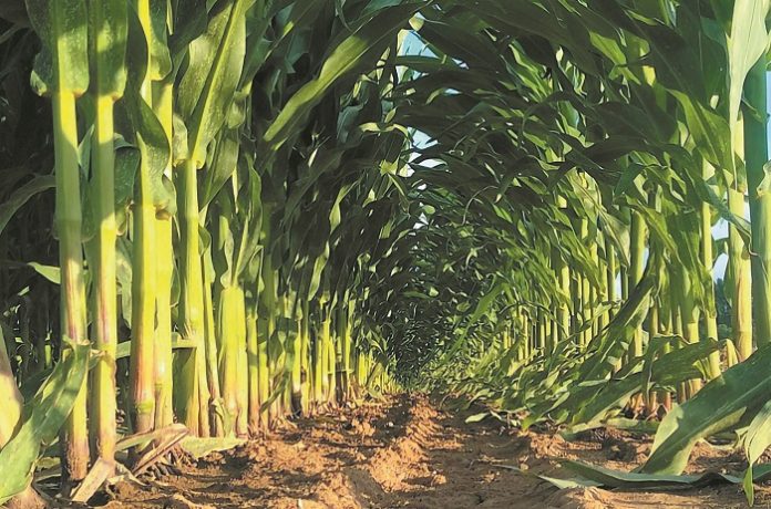 maize-corn-weed-management