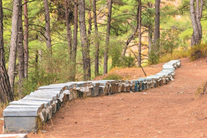 multicolored-bee-hives-apiary-forest-colorful-beehives-flying-bees-apiary-near-pine_256259-627