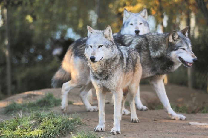 outdoorhub-oregons-newest-wolf-pack-may-growing-2015-05-21_18-50-02